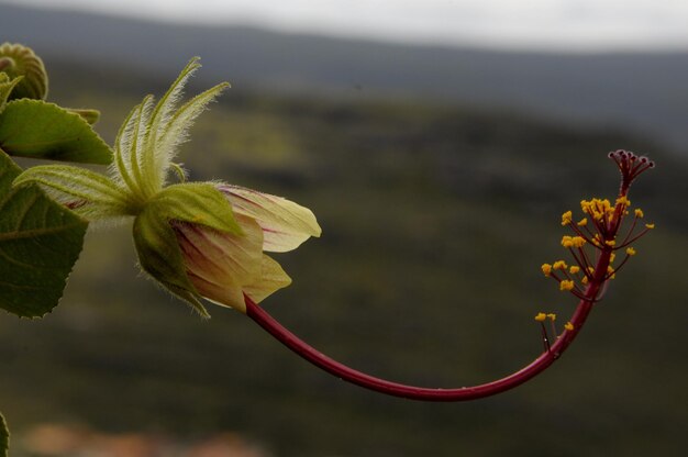 Close-up van een bloem tegen een wazige achtergrond