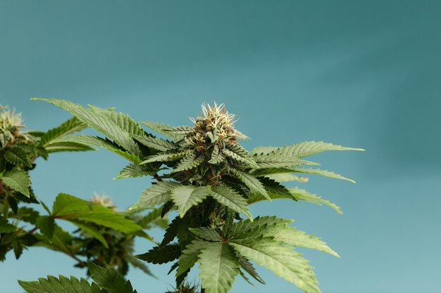 Close-up van een bloem van marihuanaknoppen geïsoleerd op een lichtblauwe achtergrond Cannabis kan helpen bij het beheersen van chronische pijn, misselijkheid en braken als gevolg van een chemotherapiebehandeling Medisch en zakelijk concept