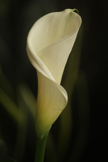 Close-up van een bloem