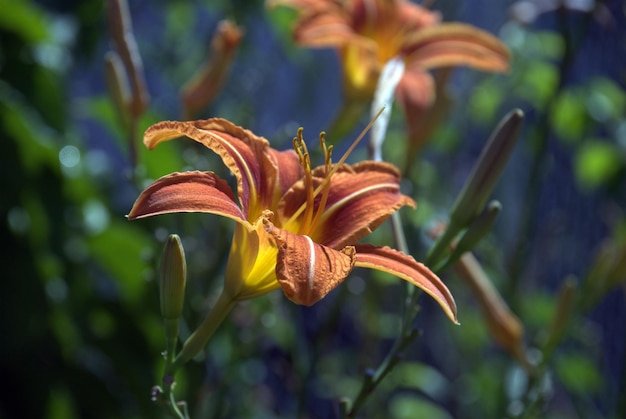 Close-up van een bloem