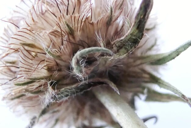 Foto close-up van een bloem
