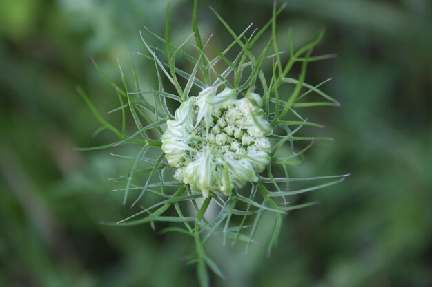 Foto close-up van een bloem