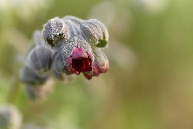 Foto close-up van een bloem