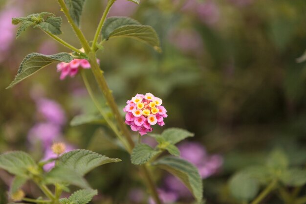 Foto close-up van een bloem