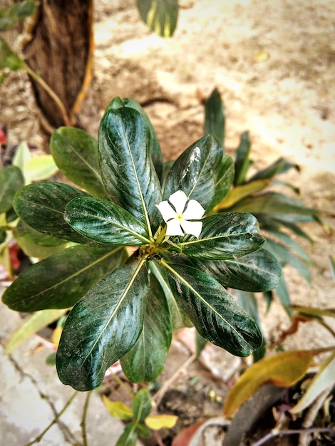 Foto close-up van een bloem