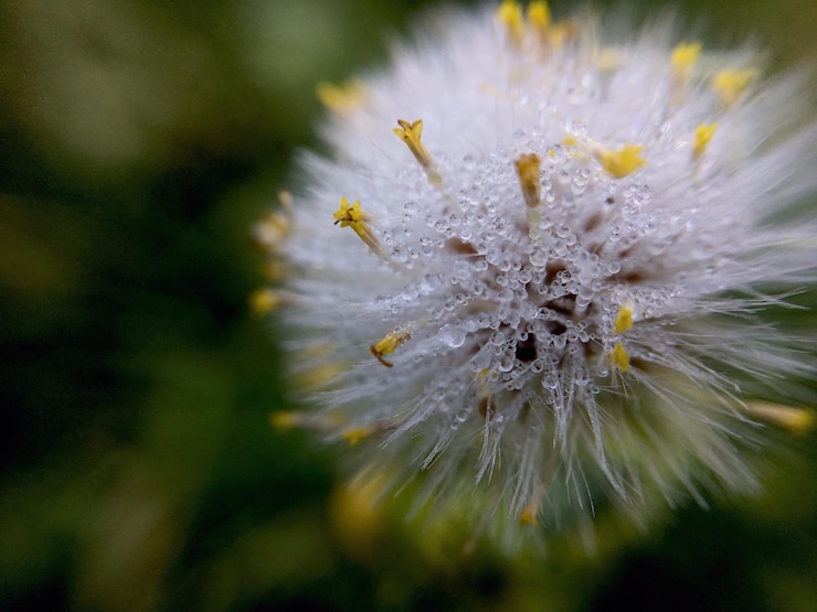 Foto close-up van een bloem