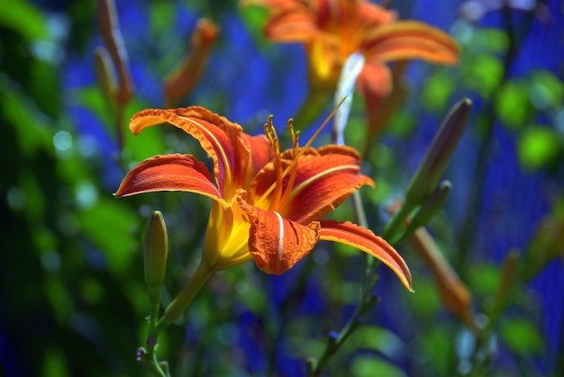 Close-up van een bloem