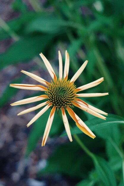 Foto close-up van een bloem