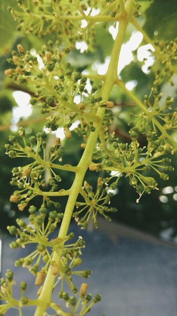 Foto close-up van een bloem