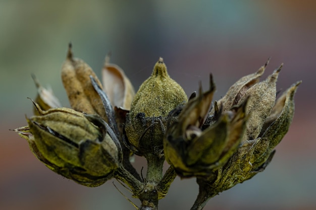 Close-up van een bloem