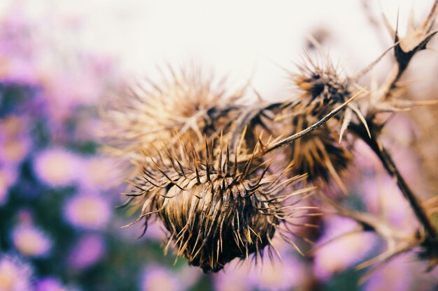 Close-up van een bloem