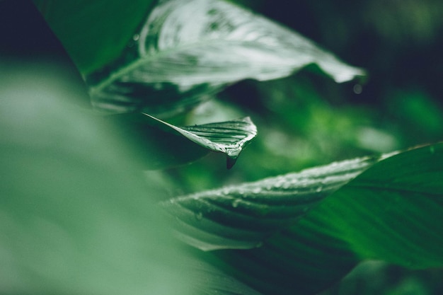 Close-up van een bloem