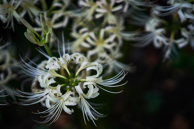 Close-up van een bloem