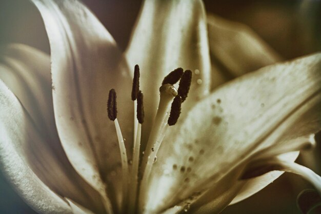 Foto close-up van een bloem