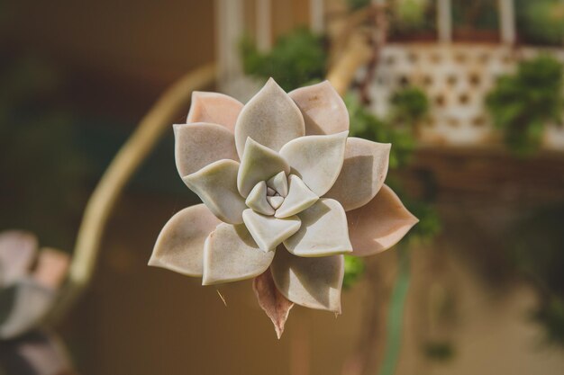 Close-up van een bloem