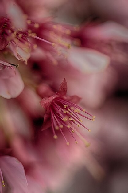 Foto close-up van een bloem