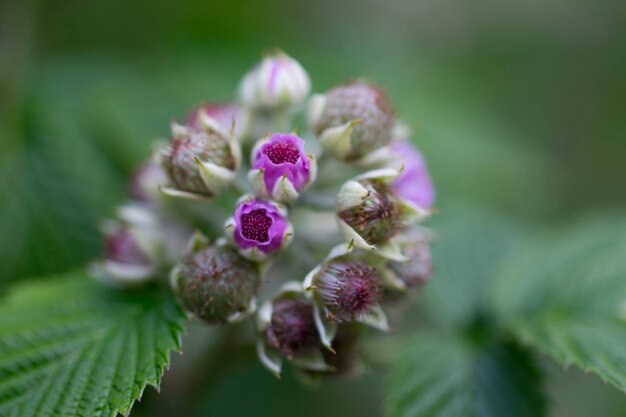 Foto close-up van een bloem