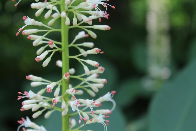 Close-up van een bloem