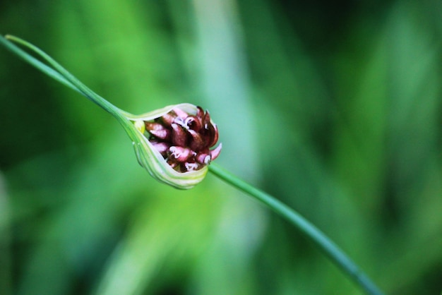 Foto close-up van een bloem