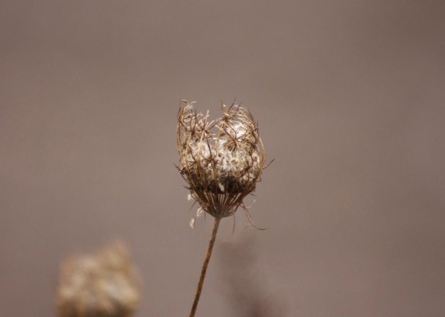 Foto close-up van een bloem