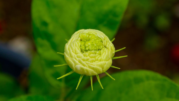 Foto close-up van een bloem