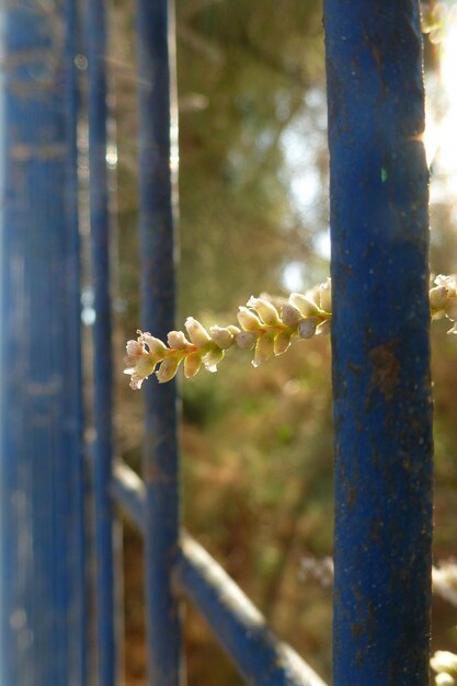 Foto close-up van een bloemboom