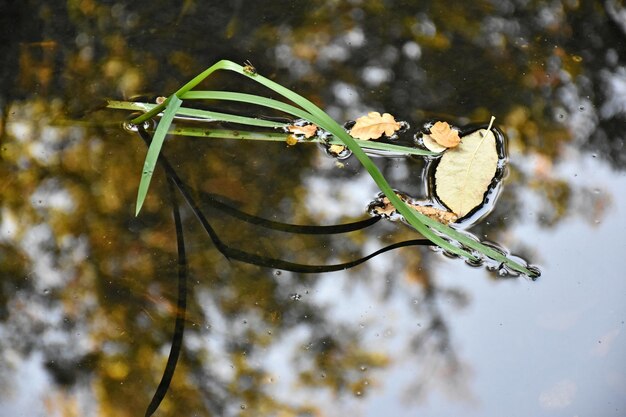 Foto close-up van een bloemknop die op een tak groeit