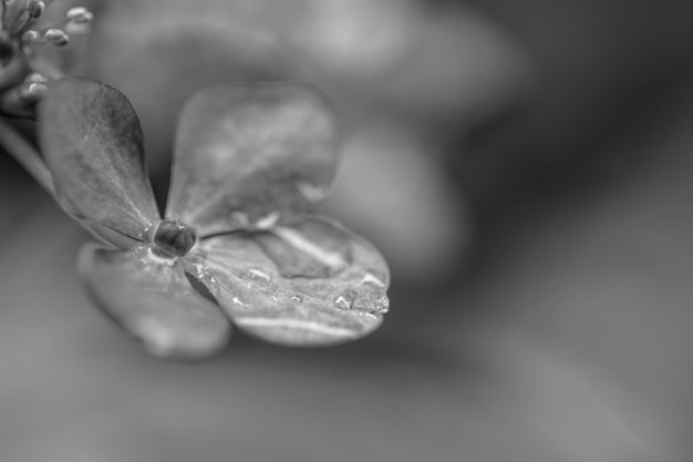 Foto close-up van een bloemplaatje