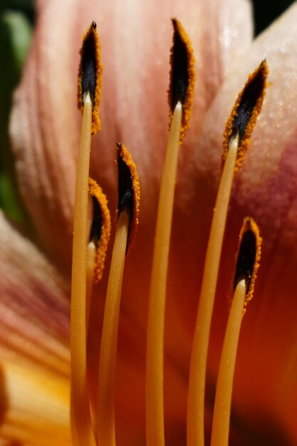 Foto close-up van een bloemplant