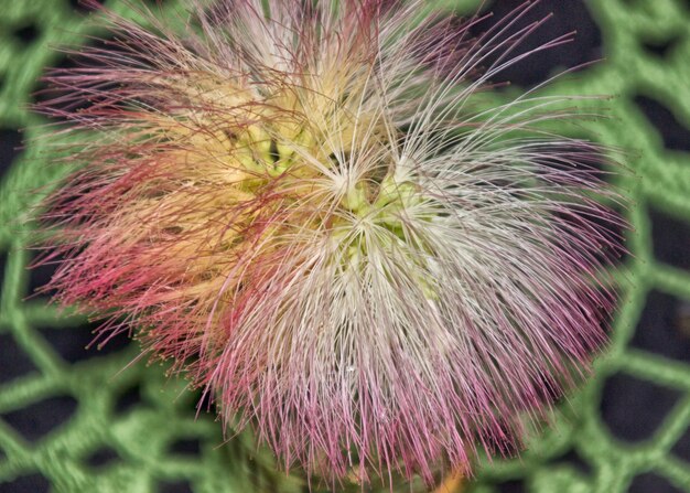 Foto close-up van een bloemplant