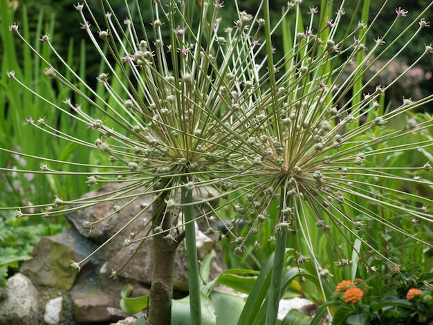 Foto close-up van een bloemplant