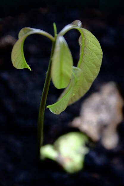 Close-up van een bloemplant