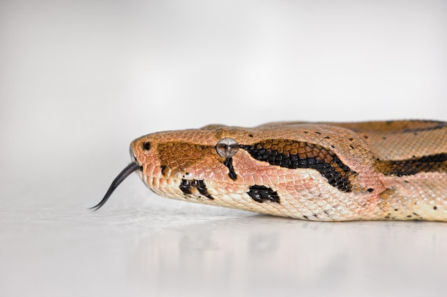 Close-up van een Boa slangen gezicht geïsoleerd op wit tegen een heldere studio copyspace achtergrond Hoofd van een glibberige slang gehouden als huisdier met kopie ruimte Wachten op de vloer kalm en klaar om aan te vallen
