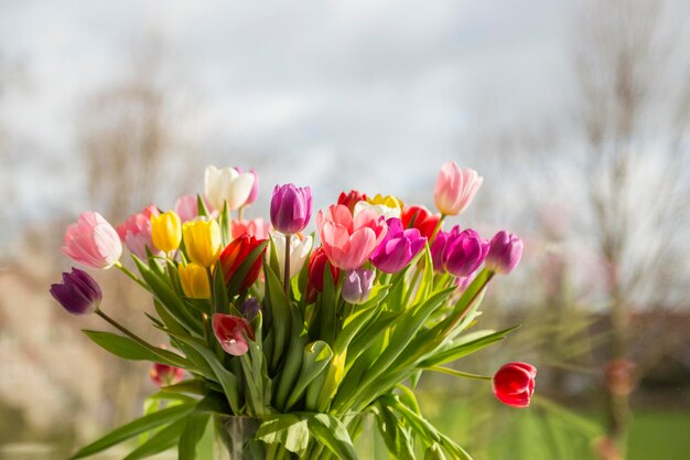 Foto close-up van een boeket kleurrijke tulpen