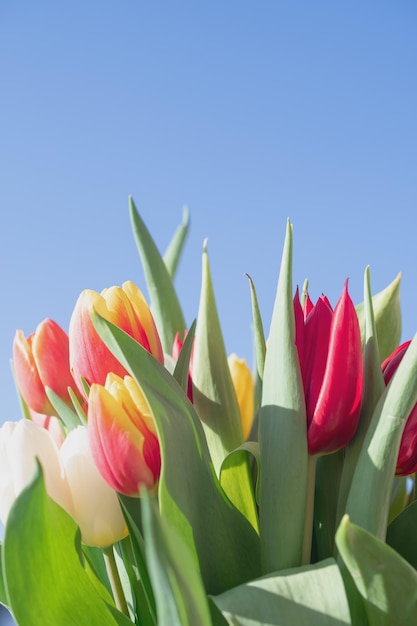 Close-up van een boeket tulpen