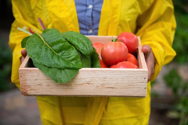 Close-up van een boer die een houten kist met geoogste biologische snijbiet en rijpe, sappige tomaten vasthoudt