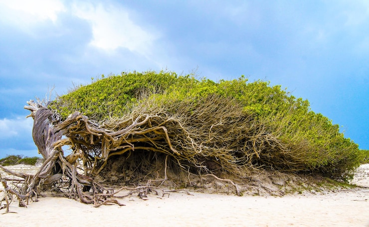 Foto close-up van een boom op het strand