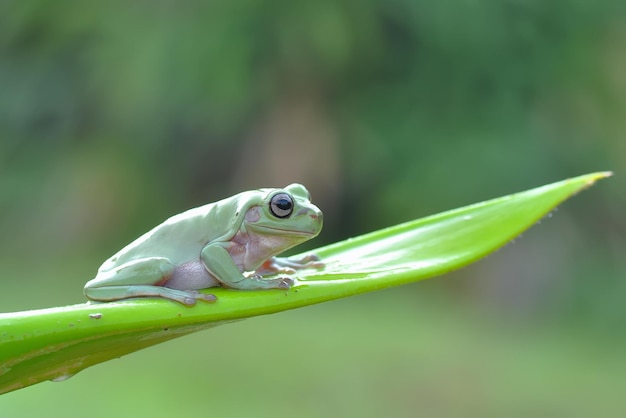 Close-up van een boomkikker op een blad