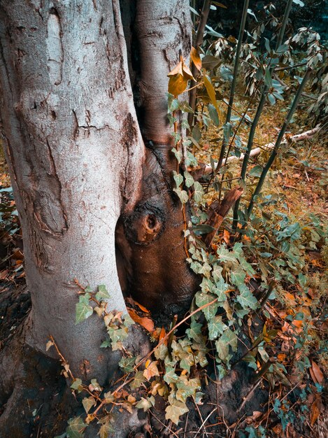 Close-up van een boomstam in het bos