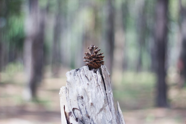 Close-up van een boomstam in het bos
