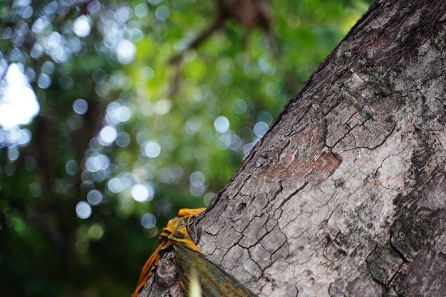 Close-up van een boomstam in het bos