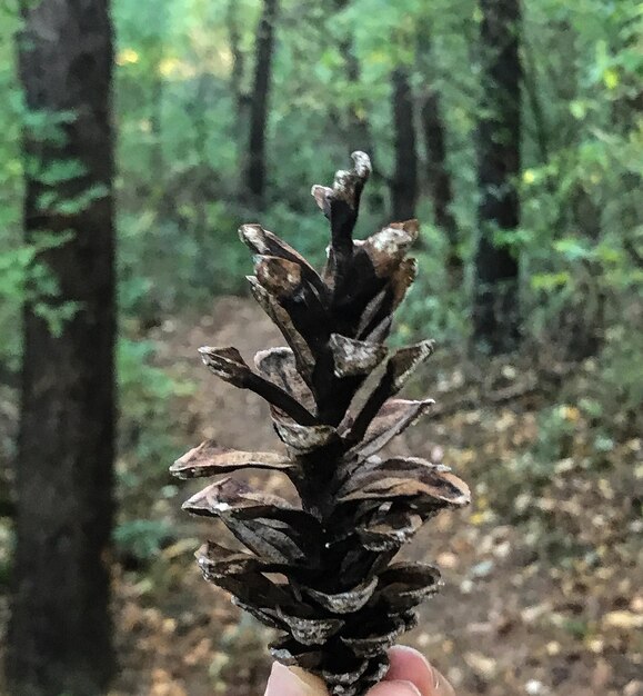 Foto close-up van een boomstam in het bos