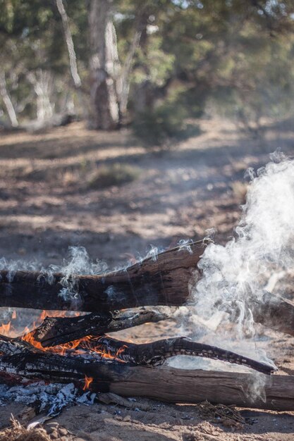 Foto close-up van een boomstam in het bos