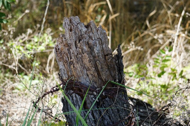 Foto close-up van een boomstomp in het bos.