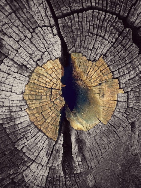Close-up van een boomstomp