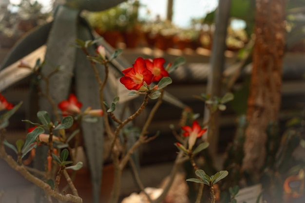 Close-up van een boomtak met een bos rode bloemen