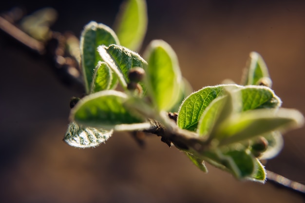 Close-up van een boomtak met jonge groene bladeren, onscherpe achtergrond. lente gebladerte