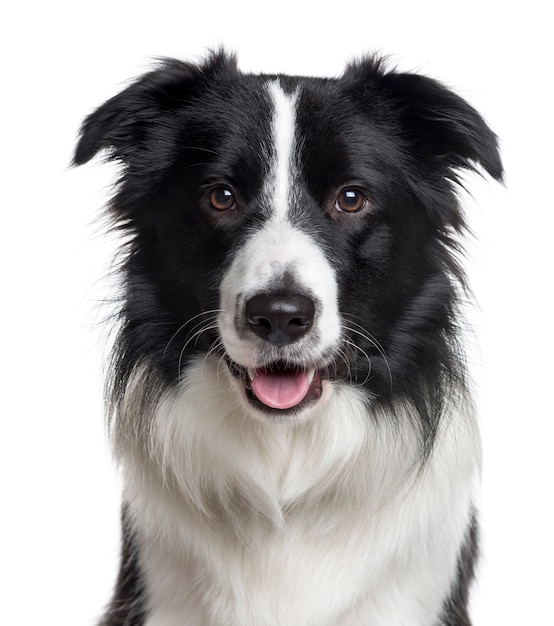 Close-up van een Border Collie die de camera bekijkt