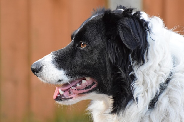 Close-up van een border collie