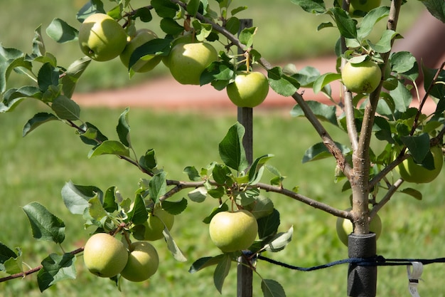 Close-up van een bos biologische rode appels die groeien op de takken van een appelboom in een boomgaard